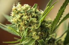 320 cannabis plants worth €250,000 seized in Fermoy