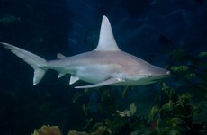17-year-old girl killed by shark off Australian coast
