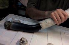 The world's first known giant shipworm wriggles into view in major scientific find