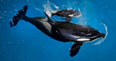 Last killer whale born in captivity arrives at SeaWorld park