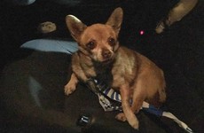 Nigel the chihuahua is going global after he was arrested for 'disorderly behaviour' in Armagh
