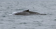 First humpback whale of 2012 spotted off the Wexford coast