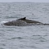 First humpback whale of 2012 spotted off the Wexford coast