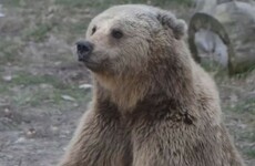 These brown bears now live in the lap of luxury after a life of horrendous abuse