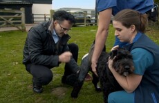 The charming Irish Supervet was back on Channel 4 last night saving these adorable dogs