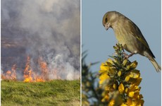 Farmers defend 'extreme and irresponsible' gorse bush burning as best practice
