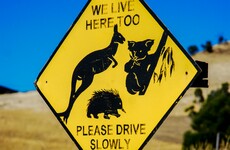 Police stop 12-year-old boy who was trying to drive across Australia