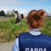 Lost some horses? Gardaí found a couple wandering in Naas this morning