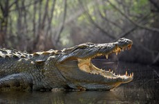 Man snorkels headfirst into crocodile, escapes with only minor injuries
