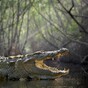 Man snorkels headfirst into crocodile, escapes with only minor injuries