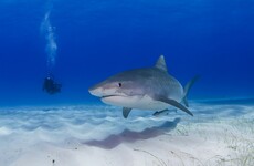 Irish mother hails 'hero' son who punched shark that attacked his wife