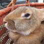 Fresh PR headache for United Airlines as giant rabbit dies on plane