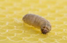 Plastic-eating caterpillar could help save the planet