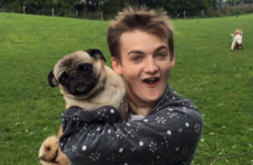 Jack Gleeson tweeted a photo of himself holding a pug and it's obviously now a meme