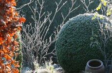 When to use horticultural fleece: 'The Irish spring can bite you in the bum'