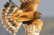 State scheme teams up farmers with endangered birds of prey