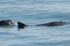 Tiny Mexican porpoise on the brink of extinction can only be saved by captivity