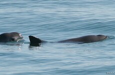 Tiny Mexican porpoise on the brink of extinction can only be saved by captivity