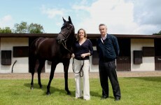 Modern racehorses all share 'speed gene' from one common ancestor - study