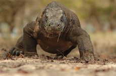 Tourist suffers severe bite from Komodo dragon after 'ignoring warnings about getting too close'