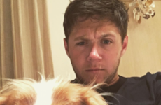 Niall Horan says he feels 'out-Irished' by ginger Ed Sheeran... It's the Dredge