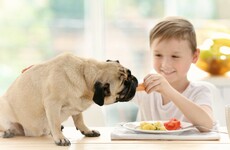 Poll: Should children be taught how to care for animals in school?
