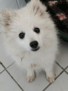 This puppy was one of three found in the back of a van at Dublin Port yesterday