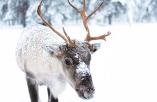 Norway to kill 2,000 reindeer to eradicate disease