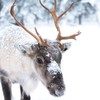 Norway to kill 2,000 reindeer to eradicate disease