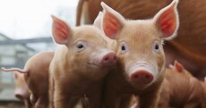 Gallery: New Year's arrivals at Dublin Zoo
