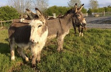 'We're struggling to keep the doors open': Donkey sanctuary appeals for money