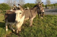 'We're struggling to keep the doors open': Donkey sanctuary appeals for money