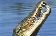 Man suffers multiple bite wounds in saltwater crocodile attack