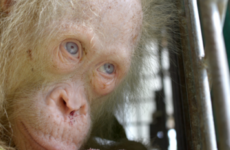 A rare albino orangutan has been rescued in Borneo and the public are being asked to name her