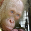 A rare albino orangutan has been rescued in Borneo and the public are being asked to name her