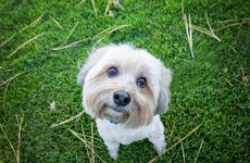 Local councils are getting help to rid dog poo from our streets