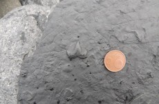 Clare geologist discovers 300 million year-old shark tooth