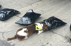 Garda dog unit helps to find nearly €250k worth of cannabis in Kildare