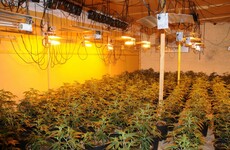 Gardaí uncover large cannabis grow house and seize €1.5m-worth of plants