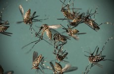 After a year of fighting the virus, Brazil calls off Zika emergency