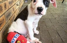 This Irish veterinary nurse in Perth customises dog casts to cheer up their families after surgery
