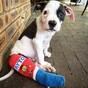 This Irish veterinary nurse in Perth customises dog casts to cheer up their families after surgery