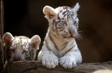 It's Friday so here's a slideshow of tiger cubs from around the world