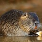 Public warned about large rat-like rodent that can 'cause a lot of damage'