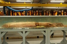 Rare giant squid caught off the coast of Dingle to be brought to Natural History Museum