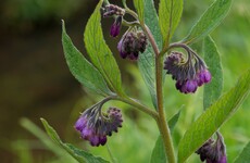 GIY Comfrey: Grown for it's healing powers, comfrey is a great garden fertiliser