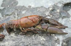 Ireland has one of the largest populations of white-clawed crayfish but a plague is killing them