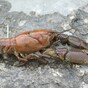 Ireland has one of the largest populations of white-clawed crayfish but a plague is killing them