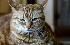 Man planned to abduct and electrocute a former lawyer - and blame his cat
