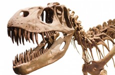 Tyrannosaurus Rex was able to pulverise bones with its teeth